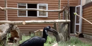 Ленинградский зоопарк показал тренировку абиссинских рогатых воронов